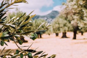 Lire la suite à propos de l’article Comment est fabriquée l’huile d’olive ?
